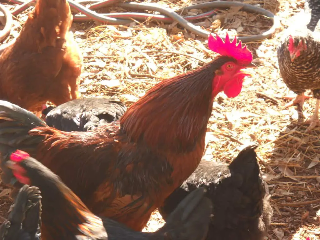 Backyard Chickens For Egg Production | Homestead Advisor