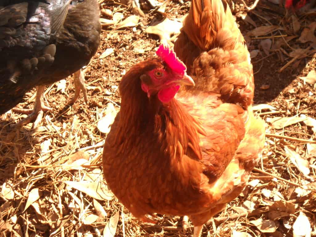 Backyard Chickens For Egg Production | Homestead Advisor