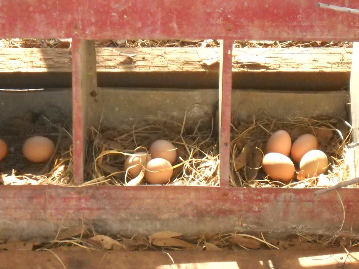 Backyard Chickens For Egg Production  Homestead Advisor