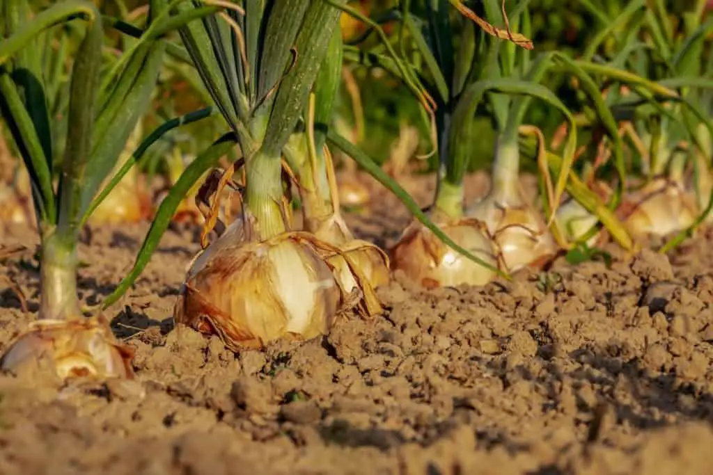 Tips For Growing Onions BIG And SWEET Homestead Advisor