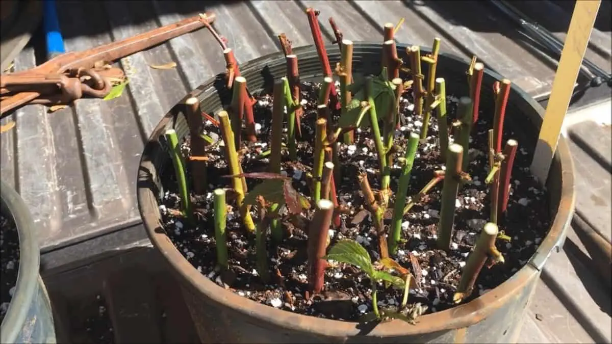 Propagating Blackberries From Cuttings – FREE PLANTS! - Homestead Advisor