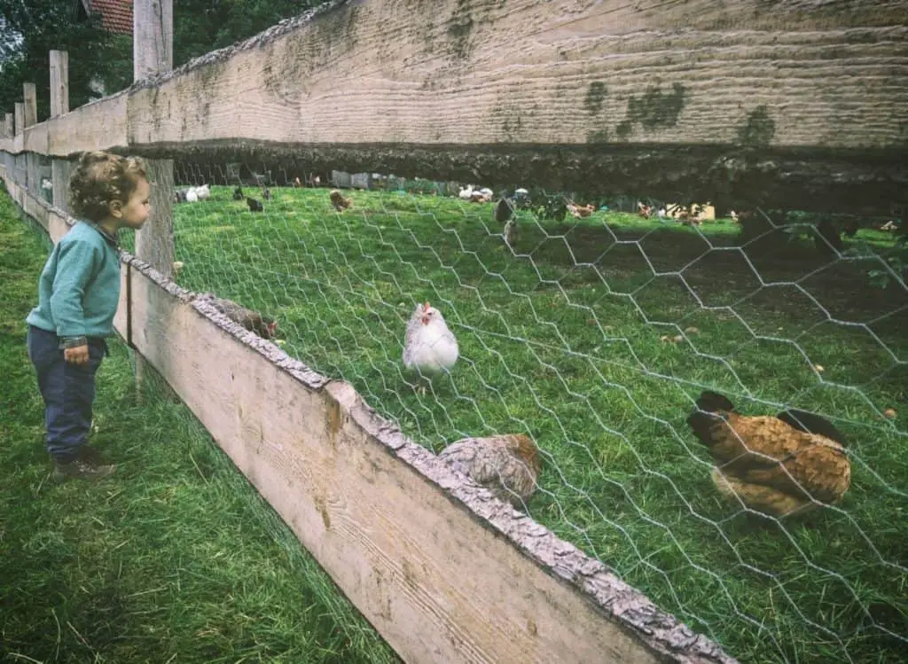 9 Easy To Build Chicken Watering Stations, Homesteading