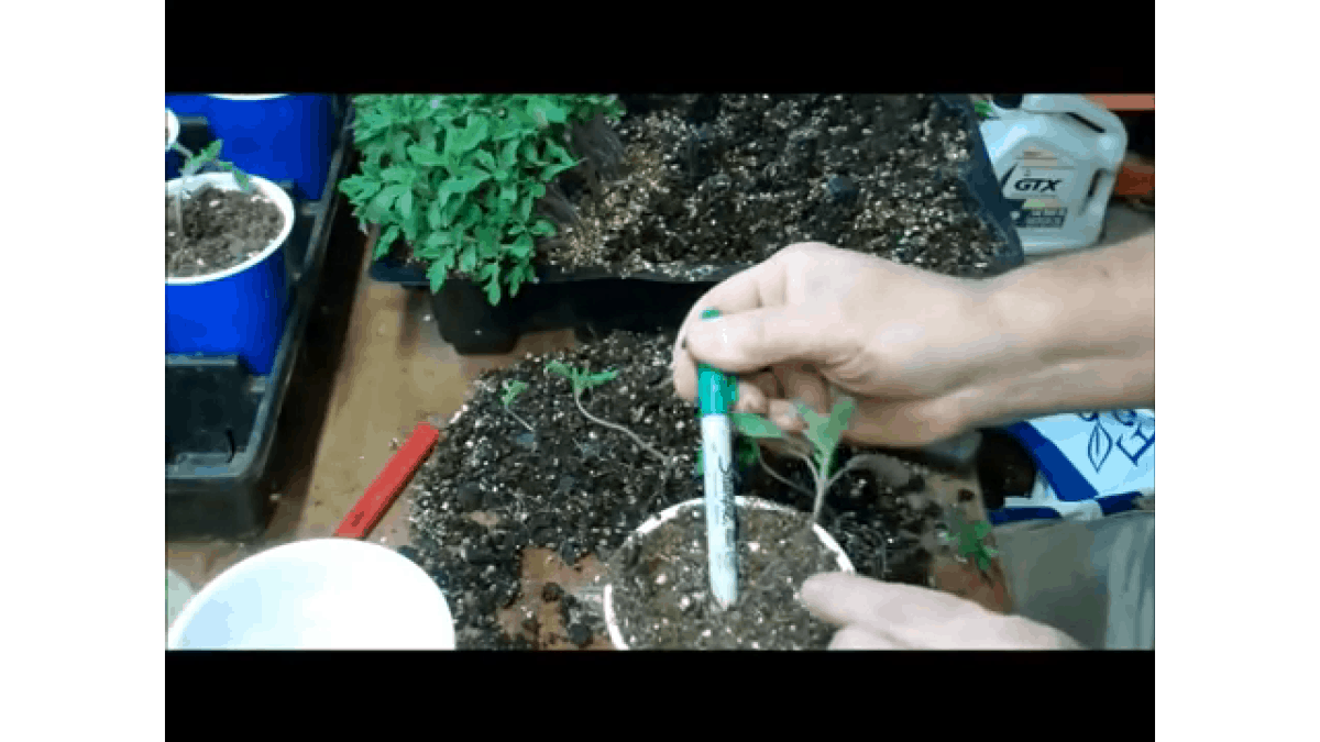 Growing Vegetable Seedlings For Profit A Homestead Stream