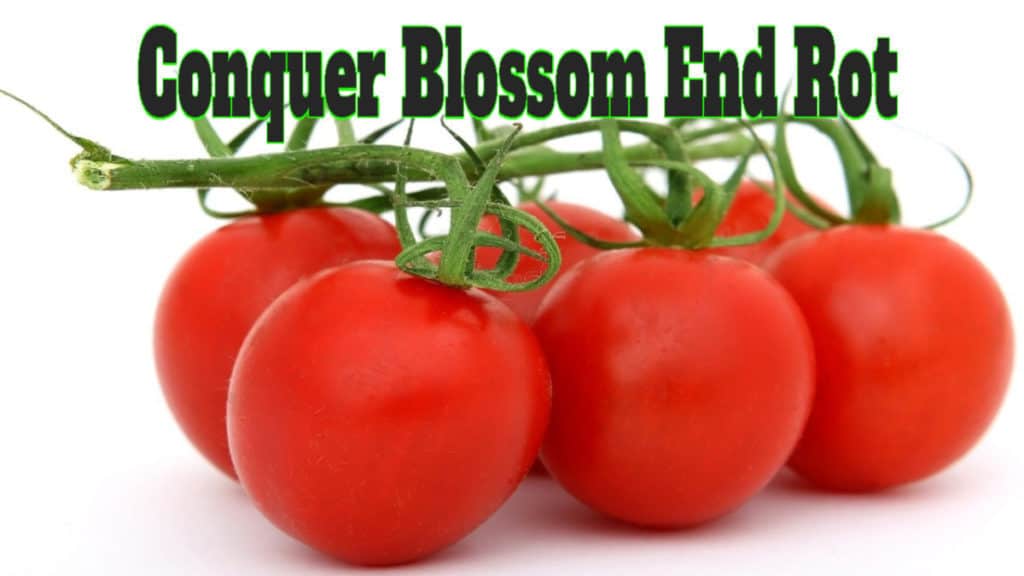 Tomato Blossom End Rot What Is It? How To Control It? What Works