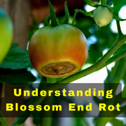 Blossom End Rot